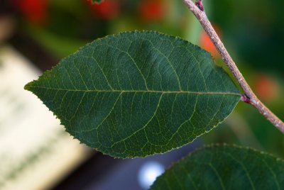 Photinia parvifolia - blýskalka drobnokvětá - list